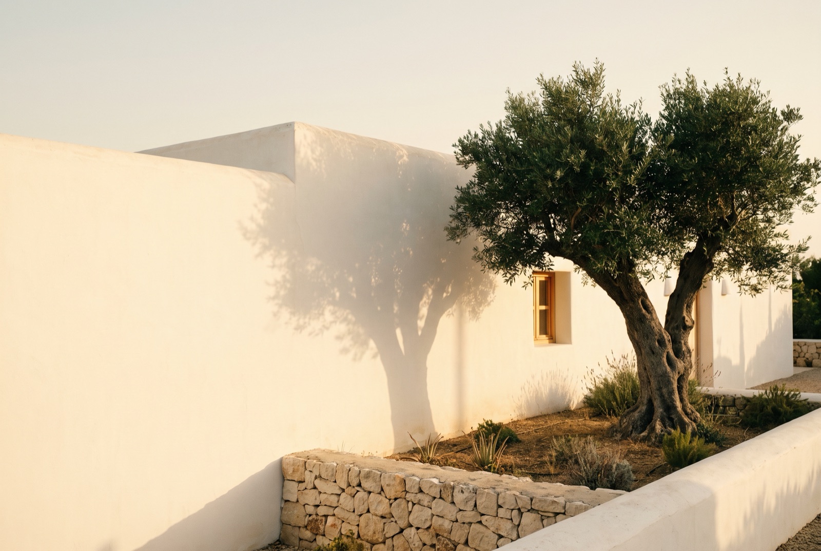 An olive tree beside a whitewashed family house at dusk, with one window lit